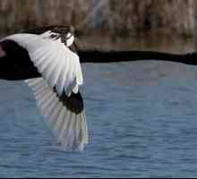 Черният лебед е благородна птица