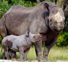 Черният носорог е обявен за изчезнал? Черно носорог: снимка, описание