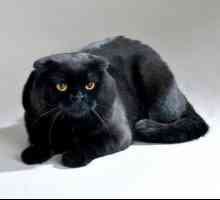 Черна котка: описание на породата