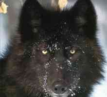 Черният вълк - жител на Канада и Аляска