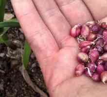 Семена от чесън: кога да засаждате и как да растете?
