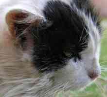 Скраб при котки: симптоми и лечение. Дали скабията се предава от котка на човек?