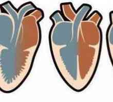 Четирите камерни сърца имат земноводни и влечуги: примери