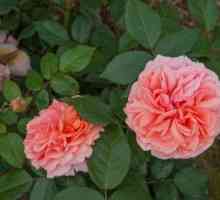 Chippendale е роза като произведение на изкуството