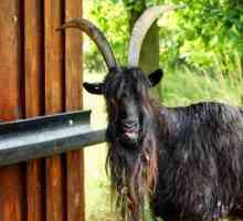 Какво ще стане, ако поставите коза в градината? Значението и значението на руската поговорка