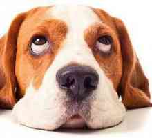 Какво да дадете на куче с диария: причини и лечение