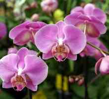 Какво да направя, когато орхидея се появи, как да се грижи правилно за него през този период?
