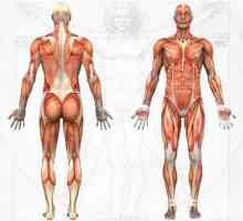 Какво да правим с разтягане на мускулите на тялото на човек?