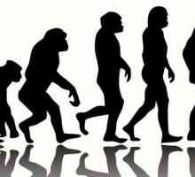 Какво е характерно за човешката еволюция?