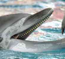 Какво правят делфините, кое е любимото им лечение?