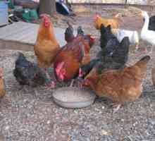 Какво пият пилетата в птицефермата и у дома?