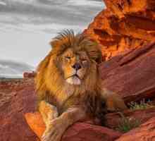Какви са имената на лъвовете, които носят техните собственици?