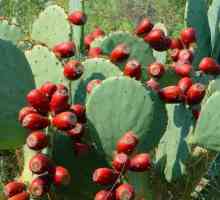 Какво са произвели мексиканците от дървесното дърво на кактуси в старите времена?