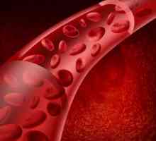 Какво гарантира непрекъснатостта на кръвния поток през съдовете? Продължителност и причини за…