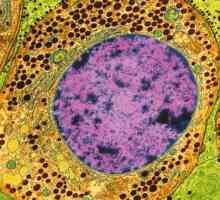 Каква е цитоплазмата? Структура, състав и свойства на цитоплазмата