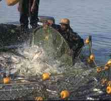 Какво представлява риболовът с дънни платки? Каква е вредата от риболова на екологията за плаващи…
