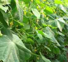 Какво е хибрид от краставици? Природен продукт или опасна смес