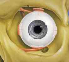 Какво е окото? Какви функции прави очите в човешкото тяло?