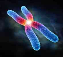 Какво представлява хромозомата? Набор от хромозоми. Двойка хромозоми