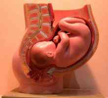 Какво представлява ембриологията? Какво научава науката за ембриологията?