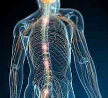Каква е нервната система? Дейност, състояние и защита на нервната система