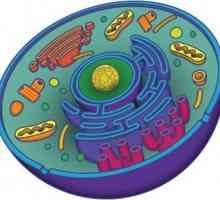 Какво представлява органелът? Структура и функция на органоидите. Органа на растителната клетка.…