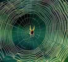 Каква е интернет и защо паяците я тъпчат
