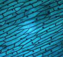 Какво представлява кърпа? Тъкан за покриване: функции, клетки и структурни особености