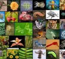 Какво представлява таксономията в биологията? Биология: систематика на растенията