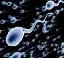 Какво представлява сперматогенезата? Определение, периоди