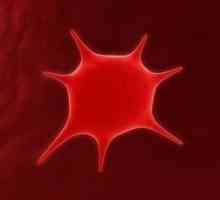 Какво представлява тромбоцитът и какво трябва да е кръвното му ниво