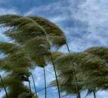 Какво е вятърът и как се формира