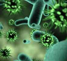 Какво представляват вирусите? Биология: видове и класификация на вирусите