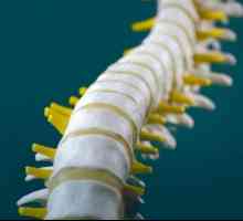 Какви са жълтите връзки на гръбначния стълб и как тази тъкан проявява хипертрофия?