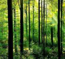 Какво расте в гората и кой живее? Описание на пролетната и есенната гора