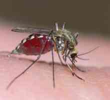 Какво да изберем - химически или народни средства за ухапване от комари?