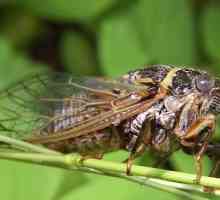 Cicadas - пеещи насекоми