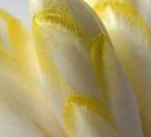 Цикория салата (endive): снимка, полза и вреда, отглеждане на семена, при засаждане