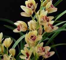 Cymbidium orchid: как да се грижим?
