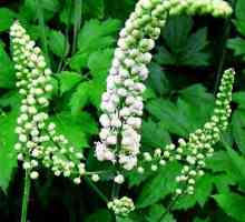 Tzimicifuga (растение): описание, засаждане и грижи