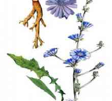 Цветя на цикория в народната медицина. Какви са ползите от цикория цветя и как да ги използвате?