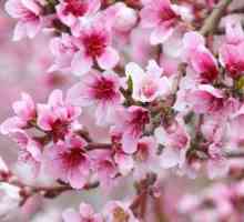 Цветя на ябълково дърво: описание, структура, снимка