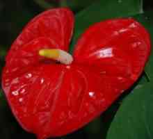 Антъриум червено цвете. Поддръжка и грижи