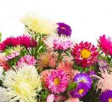Астер цвете: култивиране на семена