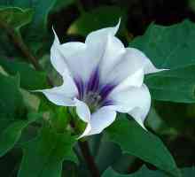Цвете на маргаритка: описание на растението