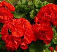 Цветна стая с червени цветя за добро настроение
