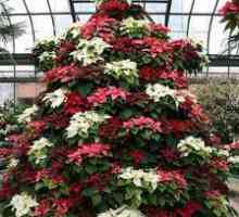 Цветето "Коледно дърво": съвети за грижата