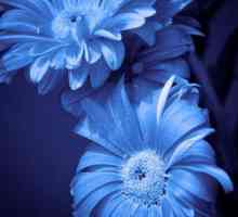 Цвете със сини цветя. Имената на сини цветя, снимка