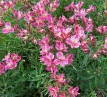 Алстромерия цветя - украса за вашата градина