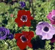 Flowers anemones `de kaen`: засаждане и грижи